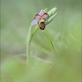 Ophrys fuci lusus mickey 01-05-22 011
