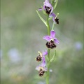Ophrys fuciflora_01-05-22_002.jpg