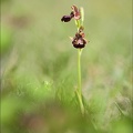 Ophrys speculum x drumana 01-05-22 011