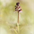 Orchis purpurea x militaris 01-05-22 002