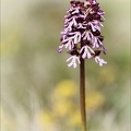 Orchis purpurea x militaris_01-05-22_003.jpg