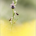 Ophrys drumana 01-05-22 013