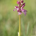Orchis pourpre x_22-04-22_018.jpg