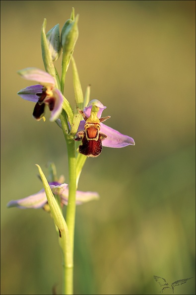 Ophrys api jardin_17-05-22_001.jpg