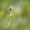 Ophrys fuci Emprunt 06-05-22 002
