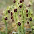 Ophrys occidentalis-5.jpg