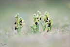 Ophrys occidentalis-6