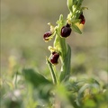 Ophrys occidentalis 20-03-23 011