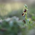Ophrys occidentalis_20-03-23_021.jpg