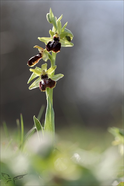 Ophrys occidentalis_20-03-23_003.jpg