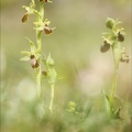 Ophrys occidentalis 29-03-23 037