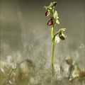 Ophrys occidentalis 28-03-23 010