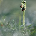 Ophrys occidentalis_28-03-23_009.jpg