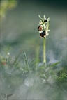 Ophrys occidentalis 28-03-23 009