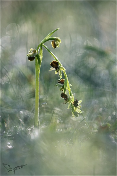 Ophrys occidentalis_28-03-23_014.jpg