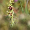 Ophrys occidentalis 21-03-23 004