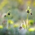 Ophrys occidentalis-3