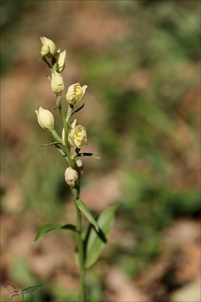 Cephalanthera damasionum- Cruss_19-05-23_004.jpg