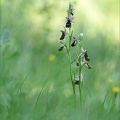 Ophrys drumana- Crussol_19-05-23_007.jpg