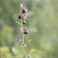 Ophrys fuciflora x aranifera- La Platière 18-05-23 039