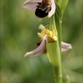 Ophrys apifera- Thomise_20-05-23_012.jpg