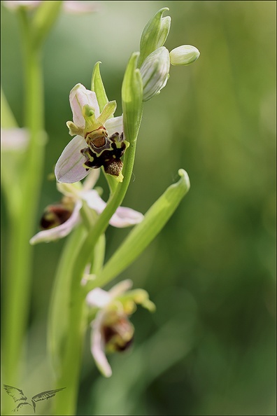 Ophrys apifera- Blaches_lusus_20-05-23_004.jpg