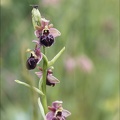 Ophrys fuciflora x aranifera La Platière_18-05-23_036.jpg