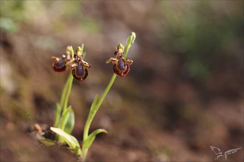 Ophrys speculum_16-04-23_011.jpg