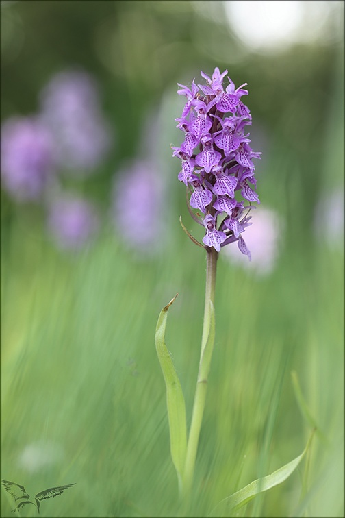 Dactylorhiza praetermissa 23-06-07 0008