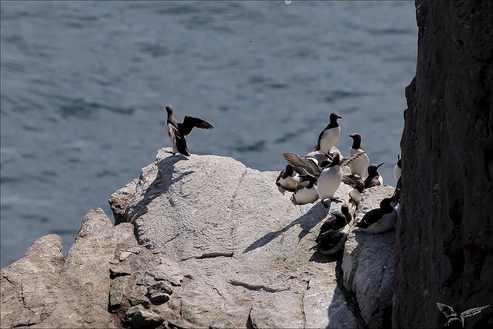 Guillemot de Troil 23-06-11 0015