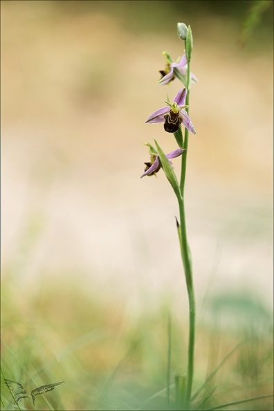 Ophrys apifera_23-06-10_006.jpg