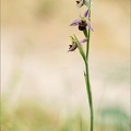 Ophrys apifera 23-06-10 006