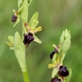 Ophrys passionnis lusus