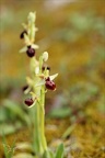 Ophrys exaltata subs marzuela-s 24-03-24 14