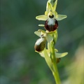 Ophrys exaltata subs marzuela 22-03-24 29