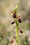 Ophrys exaltata subs marzuela-s 24-03-24 26