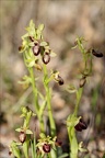 Ophrys exaltata subs marzuela-s 24-03-24 21