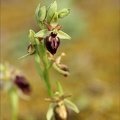 Ophrys exaltata subs marzuela-s 24-03-24 15