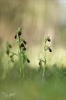 Ophrys exaltata subs marzuela 22-03-24 09