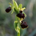 Ophrys exaltata subs marzuela 22-03-24 24