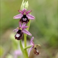 Ophrys drumana_27-04-24_07.jpg