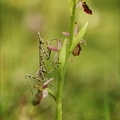 Ophrys drumana et diablotin_27-04-24_20.jpg