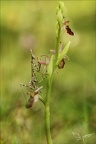 Ophrys drumana et diablotin 27-04-24 20