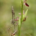 Ophrys drumana et diablotin 27-04-24 21