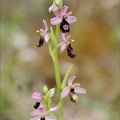 Ophrys drumana 27-04-24 11