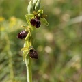 Ophrys sphegodes_25-04-24_11.jpg