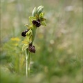 Ophrys sphegodes_25-04-24_13.jpg
