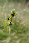 Ophrys sphegodes 25-04-24 13