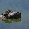 Anax parthenope ♀ prédatée 09