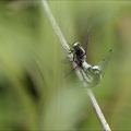 Libellula fulva tandem 02